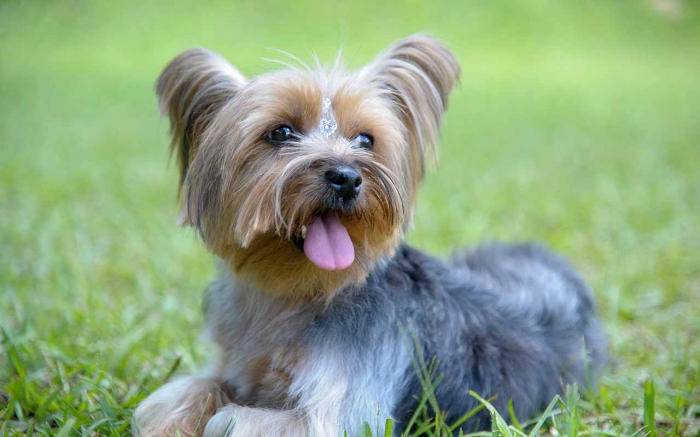 cachorro