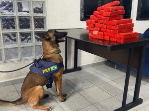cão farejador encontra tabletes de maconha