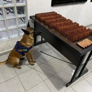 Cão farejador com munições de fuzis