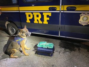 Cão farejador encontra entorpecentes em mala