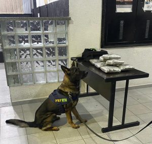 cão farejador encontra pacotes de maconha