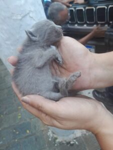 Gato resgatado dentro de carro