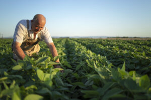 cultivo x agricultura
