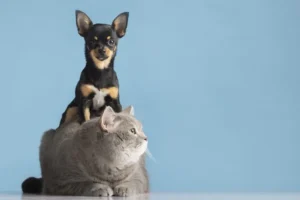 SP abre inscrições para Programa Estadual de Castração de Cães e Gatos