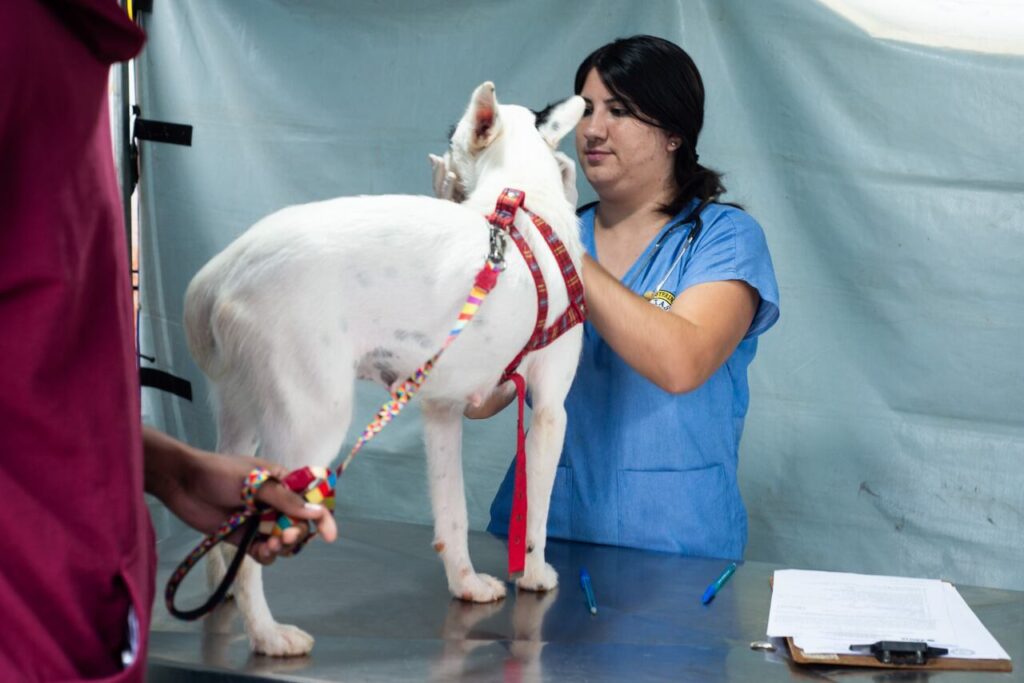 Prefeitura de Arujá promove mutirão de castração animal