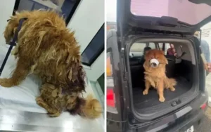 cachorro em situação de maus-tratos