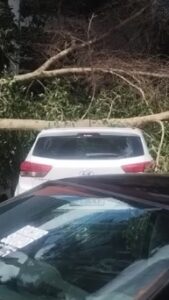 queda de árvore no Paço Municipal