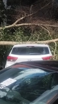 queda de árvore no Paço Municipal