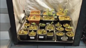 plantação de cannabis sativa, maconha