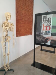 exposição do Macaco ao Homem - Museu Catavento